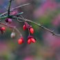 Burning Bush Euonymus alatus 100 Seeds