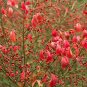 Burning Bush Euonymus alatus 100 Seeds