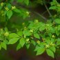 Burning Bush Euonymus alatus 100 Seeds
