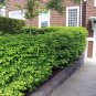 Burning Bush Euonymus alatus 100 Seeds