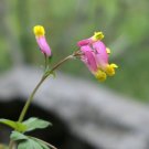 Pale Corydalis Harlequin Vine Corydalis sempervirens 50 Seeds Pale Corydalis Harlequin Vine Corydalis sempervirens 50 Seeds
