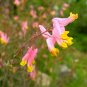 Pale Corydalis Harlequin Vine Corydalis sempervirens 50 Seeds