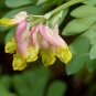 Pale Corydalis Harlequin Vine Corydalis sempervirens 50 Seeds