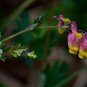 Pale Corydalis Harlequin Vine Corydalis sempervirens 50 Seeds