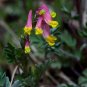 Pale Corydalis Harlequin Vine Corydalis sempervirens 50 Seeds