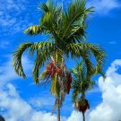 Carpentaria Palm Carpentaria acuminata 10 Seeds
