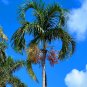 Carpentaria Palm Carpentaria acuminata 10 Seeds
