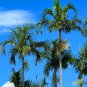 Carpentaria Palm Carpentaria acuminata 10 Seeds