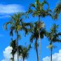 Carpentaria Palm Carpentaria acuminata 10 Seeds