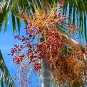 Carpentaria Palm Carpentaria acuminata 10 Seeds