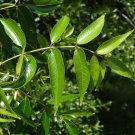 Hercules' Club Zanthoxylum clava-herculis 100 Seeds Hercules' Club Zanthoxylum clava-herculis 100 Seeds