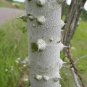 Hercules' Club Zanthoxylum clava-herculis 100 Seeds