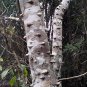 Hercules' Club Zanthoxylum clava-herculis 100 Seeds