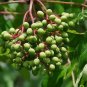Hercules' Club Zanthoxylum clava-herculis 100 Seeds