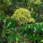 Hercules' Club Zanthoxylum clava-herculis 100 Seeds