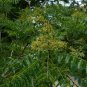 Hercules' Club Zanthoxylum clava-herculis 100 Seeds