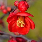 Flowering Quince Chaenomeles speciosa 100 Seeds