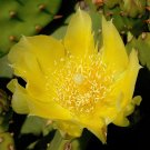 Eastern Prickly Pear Opuntia humifusa 100 Seeds