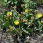 Eastern Prickly Pear Opuntia humifusa 100 Seeds