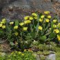 Eastern Prickly Pear Opuntia humifusa 100 Seeds