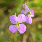 Maryland Meadow Beauty Rhexia mariana 100 Seeds Maryland Meadow Beauty Rhexia mariana 100 Seeds