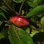 Ogeechee Tupelo Nyssa ogeche 10 Seeds