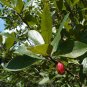 Ogeechee Tupelo Nyssa ogeche 10 Seeds