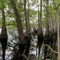 Ogeechee Tupelo Nyssa ogeche 10 Seeds