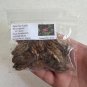 Ogeechee Tupelo Nyssa ogeche 10 Seeds