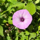 Pink Morning Glory Ipomoea cordatotriloba 10 Seeds Pink Morning Glory Ipomoea cordatotriloba 10 Seeds