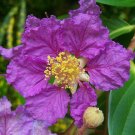 Queen's Crape Myrtle Lagerstroemia speciosa 100 Seeds Queen's Crape Myrtle Lagerstroemia speciosa 100 Seeds