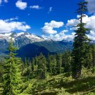 Mountain Hemlock Tsuga mertensiana 100 Seeds Mountain Hemlock Tsuga mertensiana 100 Seeds