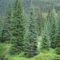 Mountain Hemlock Tsuga mertensiana 100 Seeds