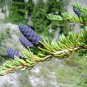 Mountain Hemlock Tsuga mertensiana 100 Seeds