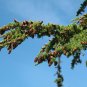 Mountain Hemlock Tsuga mertensiana 100 Seeds
