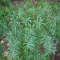 Mountain Hemlock Tsuga mertensiana 100 Seeds