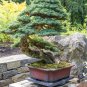 Mountain Hemlock Tsuga mertensiana 100 Seeds