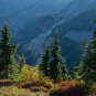 Mountain Hemlock Tsuga mertensiana 100 Seeds