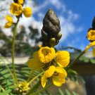 Popcorn Cassia 10 Seeds Cassia didymobotrya Popcorn Cassia 10 Seeds Cassia didymobotrya