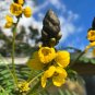 Popcorn Cassia 10 Seeds Cassia didymobotrya