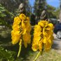 Popcorn Cassia 10 Seeds Cassia didymobotrya