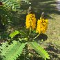 Popcorn Cassia 10 Seeds Cassia didymobotrya