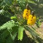 Popcorn Cassia 10 Seeds Cassia didymobotrya