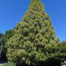 Dawn Redwood Metasequoia glyptostroboides 100 Seeds