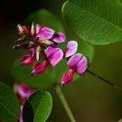 Bush Clover Lespedeza bicolor 100 Seeds Bush Clover Lespedeza bicolor 100 Seeds