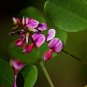 Bush Clover Lespedeza bicolor 100 Seeds