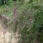 Bush Clover Lespedeza bicolor 100 Seeds