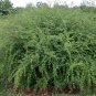 Bush Clover Lespedeza bicolor 100 Seeds