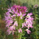 Rocky Mountain Bee Plant 300 Seeds Cleome serrulata Rocky Mountain Bee Plant 300 Seeds Cleome serrulata