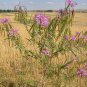 Rocky Mountain Bee Plant 300 Seeds Cleome serrulata